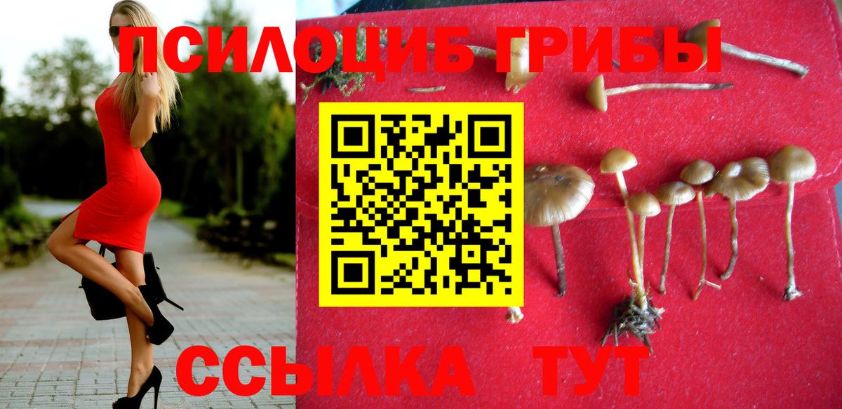 Псилоцибиновые грибы Cubensis Моздок